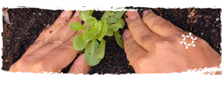 ���v�̈ꕔ�ŐA�ъ����ɋ��͂��Ă��܂�