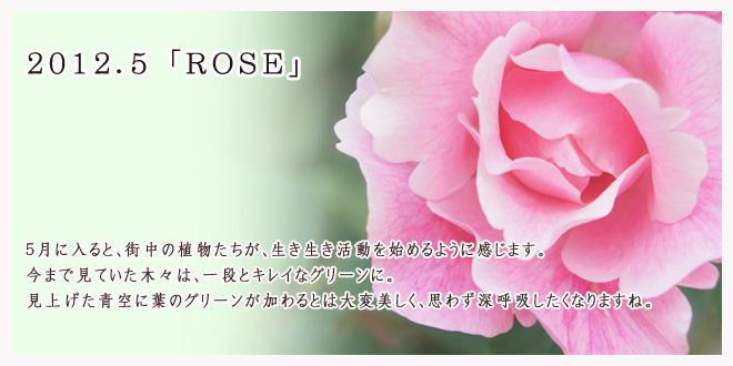 2012.5 ROSE