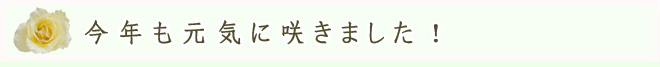 今年も元気に咲きました!