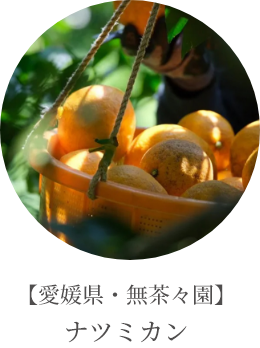 【愛媛県・無茶々園】ナツミカン