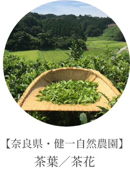 【奈良県・健一自然農園】茶葉／茶花