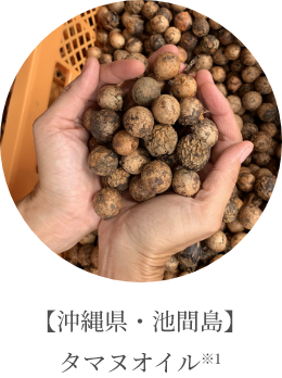 【沖縄県・池間島】タマヌオイル※1