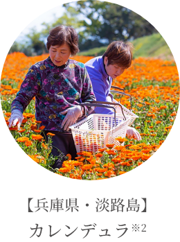 【兵庫県・淡路島】カレンデュラ※2