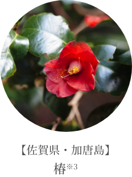 【佐賀県・加唐島】椿※3