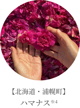【北海道・浦幌町】ハマナス※4