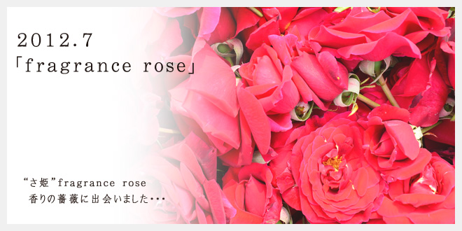 2012.7 fragrance rose