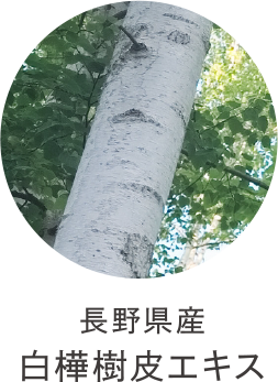 長野県産白樺樹皮エキス