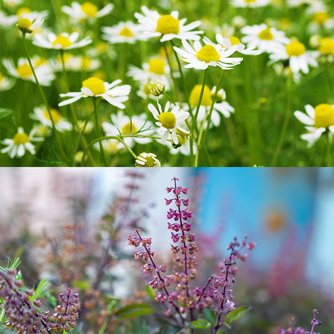 NEROLILA（ネロリラ）レスキュー ビューティーセラム 32mL