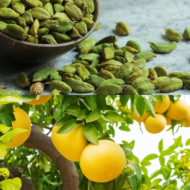 soel（ソエル）LIVING-OIL リキッドボディソープ Forest Tea 400mL