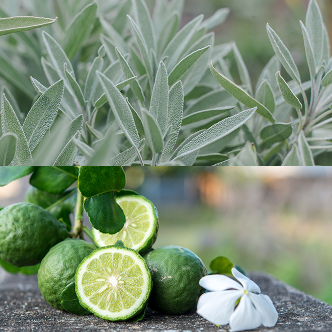 セージ＆ベルガモット