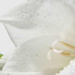 ばらの生体水イメージ