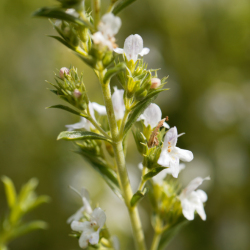 ネロリ＆ゼラニウムの香り