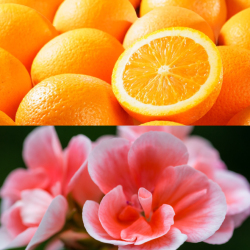 ライヴリーオイル