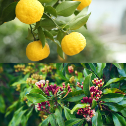 ゆずとシナモン