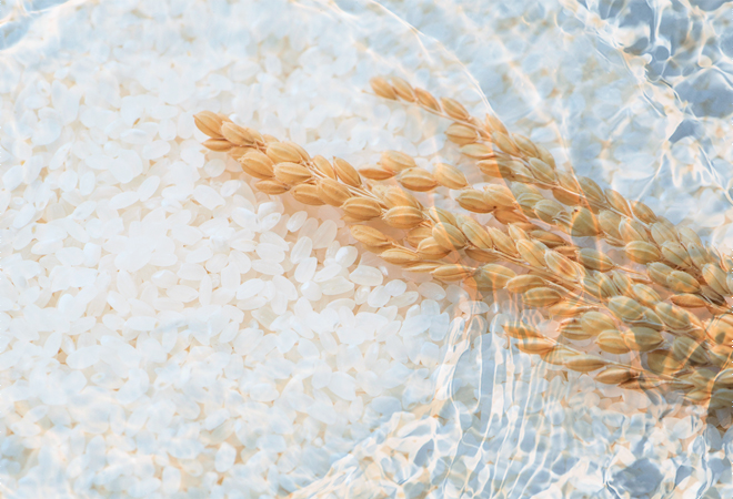 コメ由来セラミドのイメージ