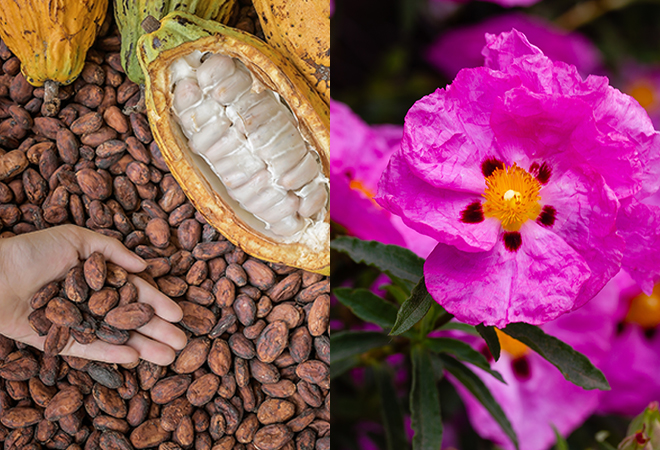 カカオとピンクロックローズのイメージ