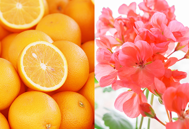 オレンジとゼラニウムイメージ