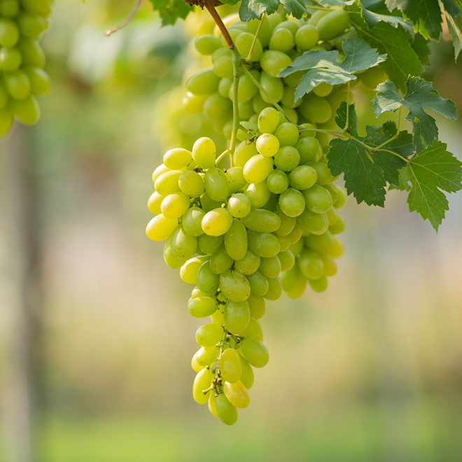 ぶどうイメージ